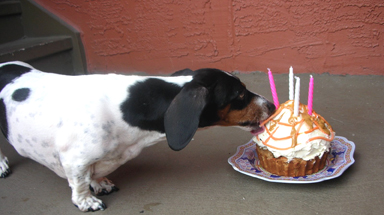 Dog Birthday Cake - Peanut Butter Delight