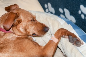 photodune-1666786-sick-dog-xs
