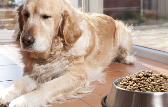 what helps dogs with constipation safe laxatives to treat constipation napa s daily growl what helps dogs with constipation safe laxatives to treat constipation napa s daily growl