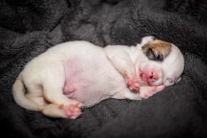 small chihuahua puppy sleeps well