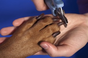 cutting dog nail