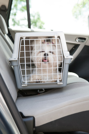 Dog safe in the car