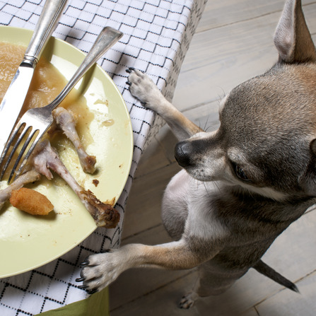 Chihuahua standing on hind legs to look at leftover meal on dinner table