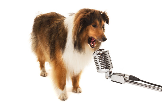 Portrait of dog singing on vintage microphone