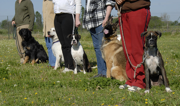 Napa's Daily Growl dog obedience school