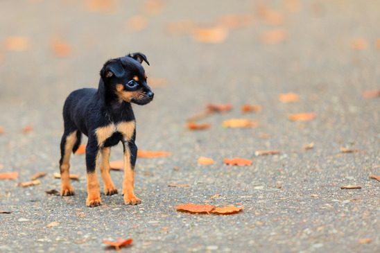 Animals - little dog cute puppy pet outdoor