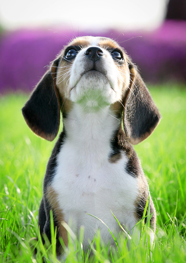 beautiful thoroughbred beagle puppy on grass (focus on whiskers)