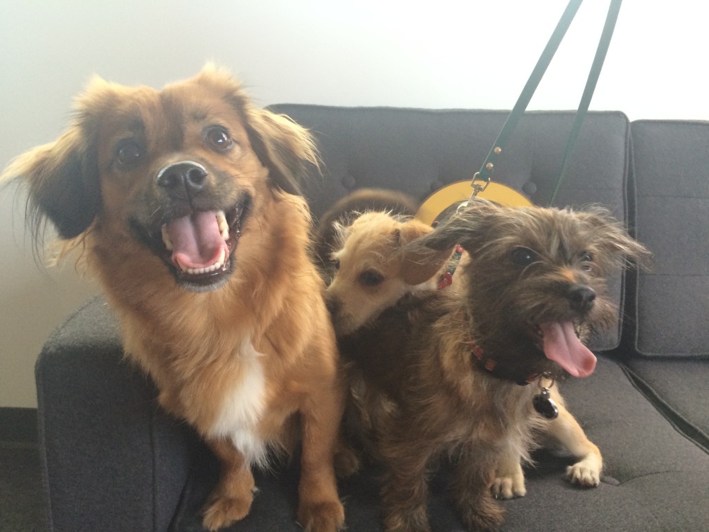 Dixie with Mila and Coco