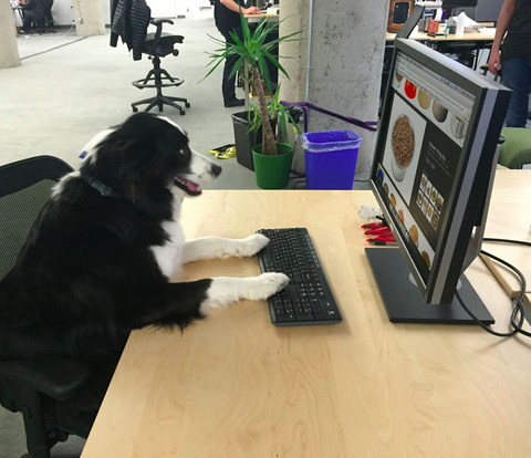 The Roi Dna Office Dog Says Hello