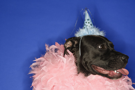 Black mixed breed dog wearing party hat and feather boa.