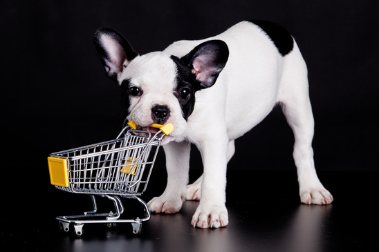 French Bulldog  playing with a supermarket cart. Funny little do