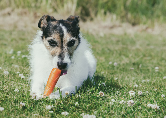 Dog eating Carrot