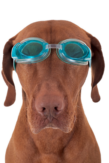 golden dog with swimming goggles
