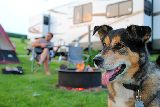 dog friendly camping napas daily growl