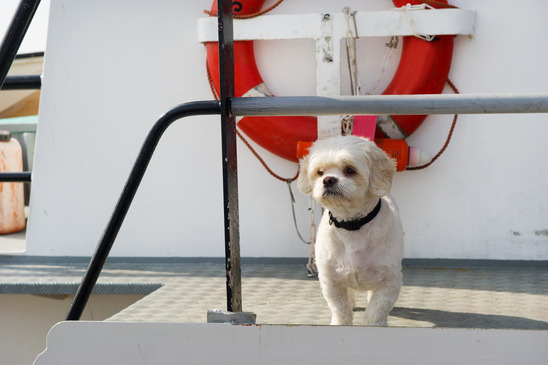 Cute white dog at boat