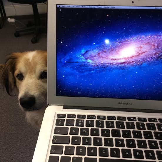 office dog sensoria