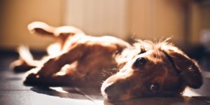 changing dog food
