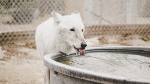 changing dog food