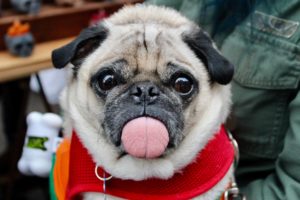 changing dog food