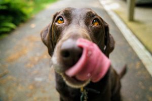 are dog's mouths cleaner than humans