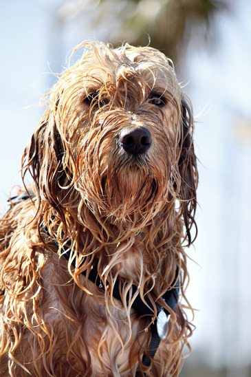 Do Dogs Sweat? (Plus Tips to Keep Your Pup Cool) - Napa's Daily Growl