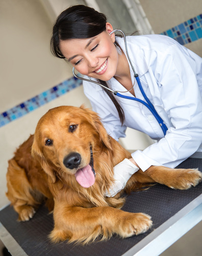 dog doctors