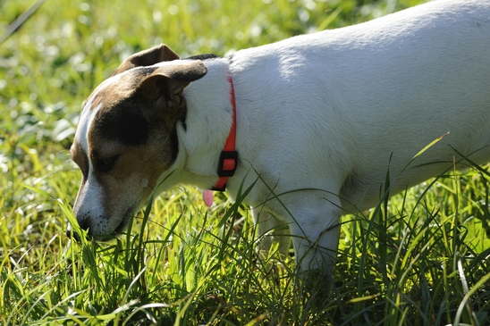 Why Do Dogs Eat Grass? They Aren't Cows!