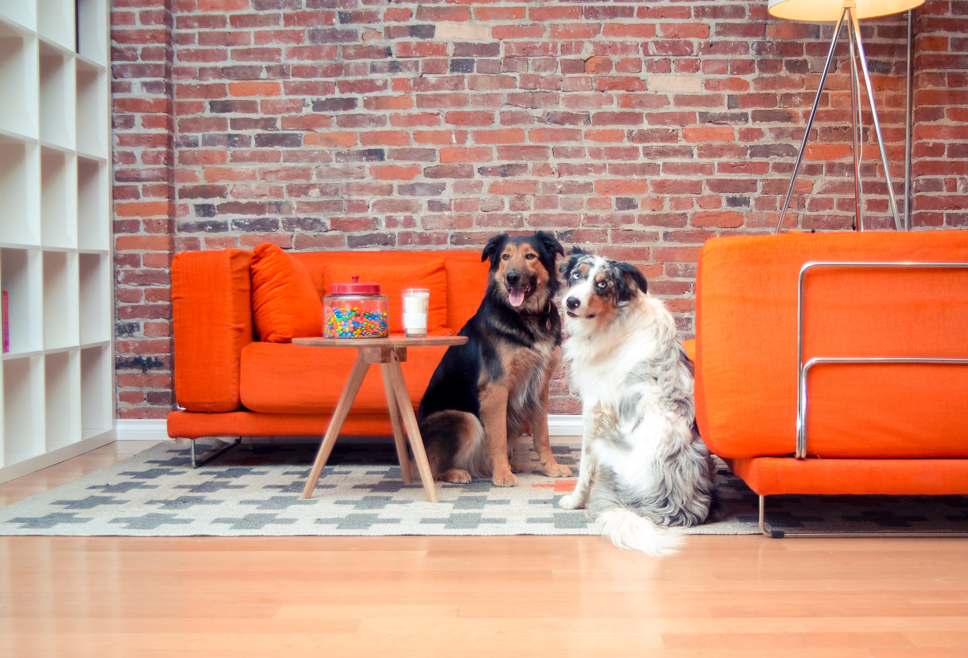 Meet the Thinkingbox Office Dogs