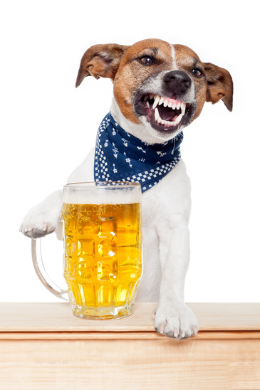 can i use alcohol on dog